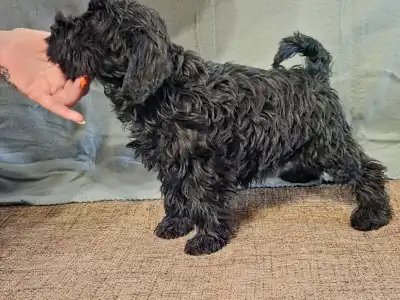 Miniature Schnauzer - Herkules