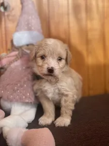 Maltipoo - Brumi