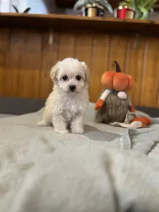Maltipoo - Molli 