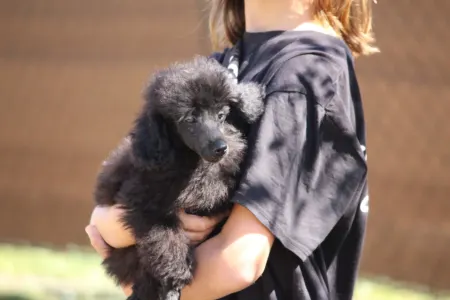 Poodle Miniature - Gina