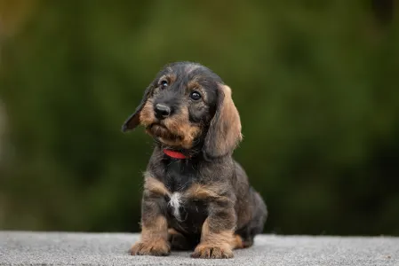 Jezevčík - Pearls Of Seven Hills Bacardi