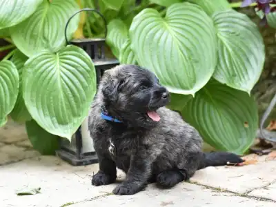 Flanders Cattle Dog - Kék