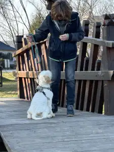 Lagotto Romagnolo - Zummi Gummi