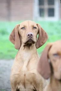 Hungarian Short-haired Vizsla - Halston Be Mine Is Looking For A Loving Family. Dob: 2023.10.29.  Both Parents Are Strong, Health Tested, Great Temper. She Has A Fci Pedigree, Vaccination Program, Chip And Passport. Delivery Can Be Arranged Worldwide.