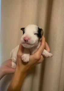 Fox Terrier (Wire) - Diablo Born Of Eastern Curse