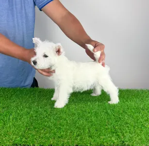 West Highland White Terrier - Just