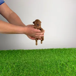 Trpasličí pudl - Markus