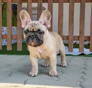 Bouledogue français - Elmo