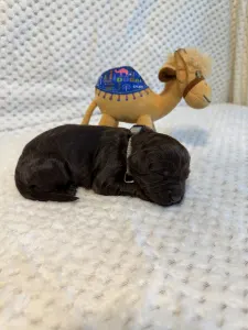 Portugalský vodní pes - Bruno