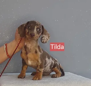 Dackel - Tilda