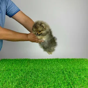 German Pomeranian Spitz - Fluffy