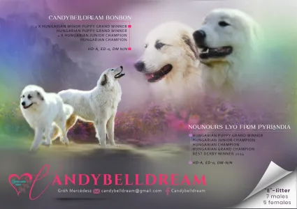Cane da montagna dei Pirenei - Candybelldream Elmo