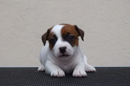 Jack Russell Terrier - Gold Leash Yoko