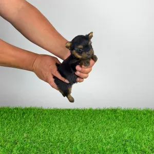 Yorkshire Terrier - Yosie