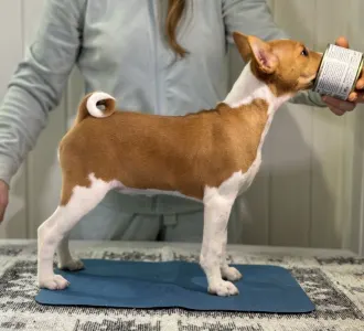 Basenji - Red&white Girl Name- Ona Lucky Alien 