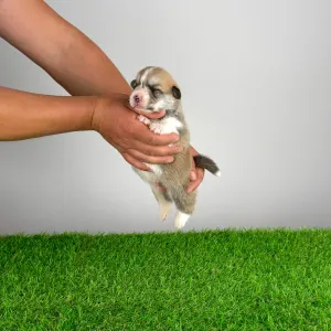 Welsh Corgi Pembroke - Zillo