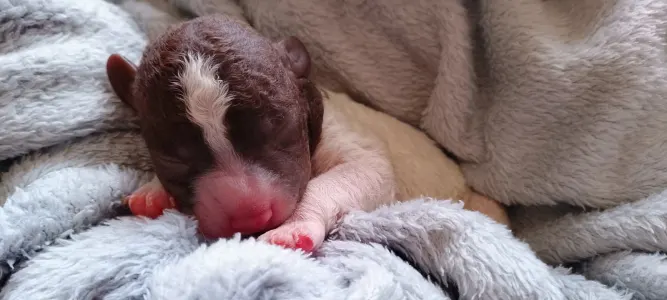 Lagotto Romagnolo - Lagotto Passion Belle Amie Fanny 
