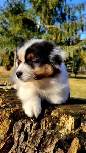 Australian Shepherd - Americano