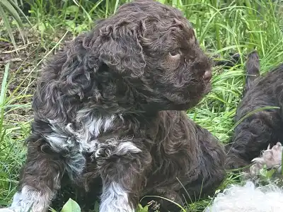Lagotto romagnolo - Almíra