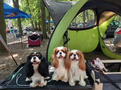 Cavalier King Čarles Španiel - Erdőszéli Ezüstcsillag