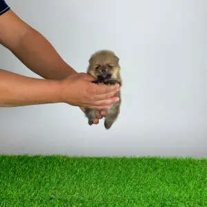 Pomeranian - Tio