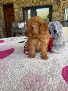 Poodle Miniature - Barack