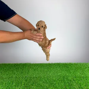 Pudel miniaturowy - Berlo