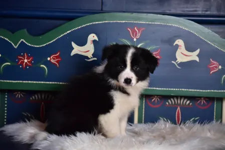 Border Collie - Lark Ascending Aria