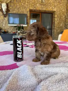 Maltipoo - Bella