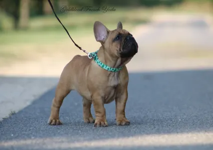 French Bulldog - Yoda