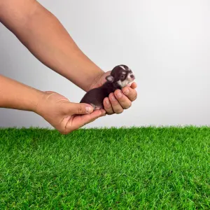 Чихуахуа - Nikita