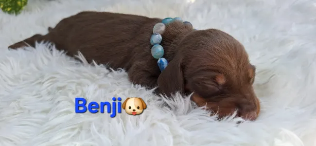 Tacskó - Benji