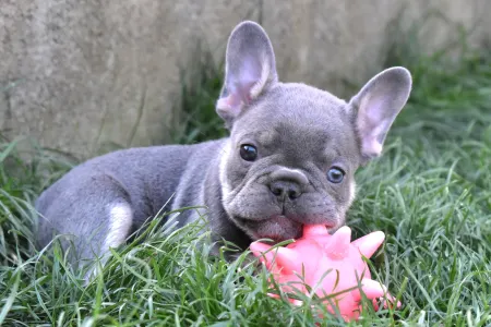 Französische Bulldogge - Koko