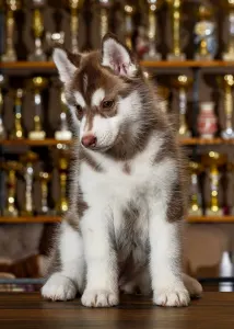 Szibériai husky - Saint Michael Island Whos The Drama Queen 