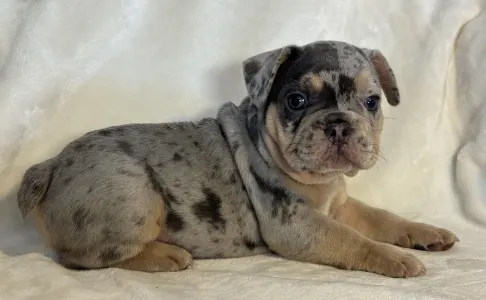 French Bulldog - Nico