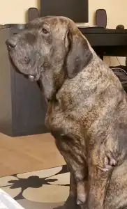 Mastiff brazilian - Jasmin, Joana, Jovana, Julieth