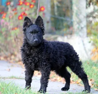 Mudi - White Pörgelóci Jóslat