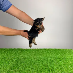 Yorkshire terrier - Pancho