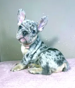 Buldog francuski - Gino