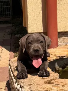 Cane Corso - Tommyboy