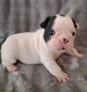 Bulldog francez - Hilton From Lilis Breed