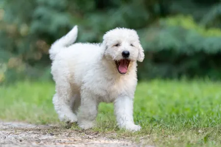 Komondor - Somogyi Betyár Maros