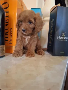 Cavapoo - Cavapoo F