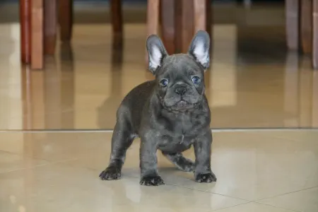 French Bulldog - Johnny 