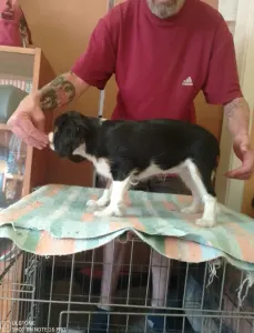 Cavalier King Charles Spaniel - Ariel