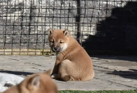 Shiba - Bravados Chiemi