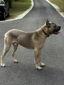 Cane Corso Italiano - Timoniere Quintiliano
