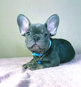 Buldog francuski - Leo