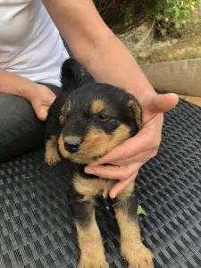 Airedale terrier - Argo- Green