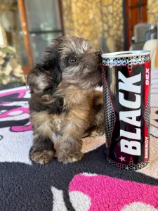 Maltipoo - Bebi